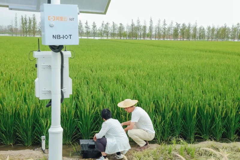 浙農打造&ldquo;智慧稻田&rdquo; 探索農業低碳發展路徑